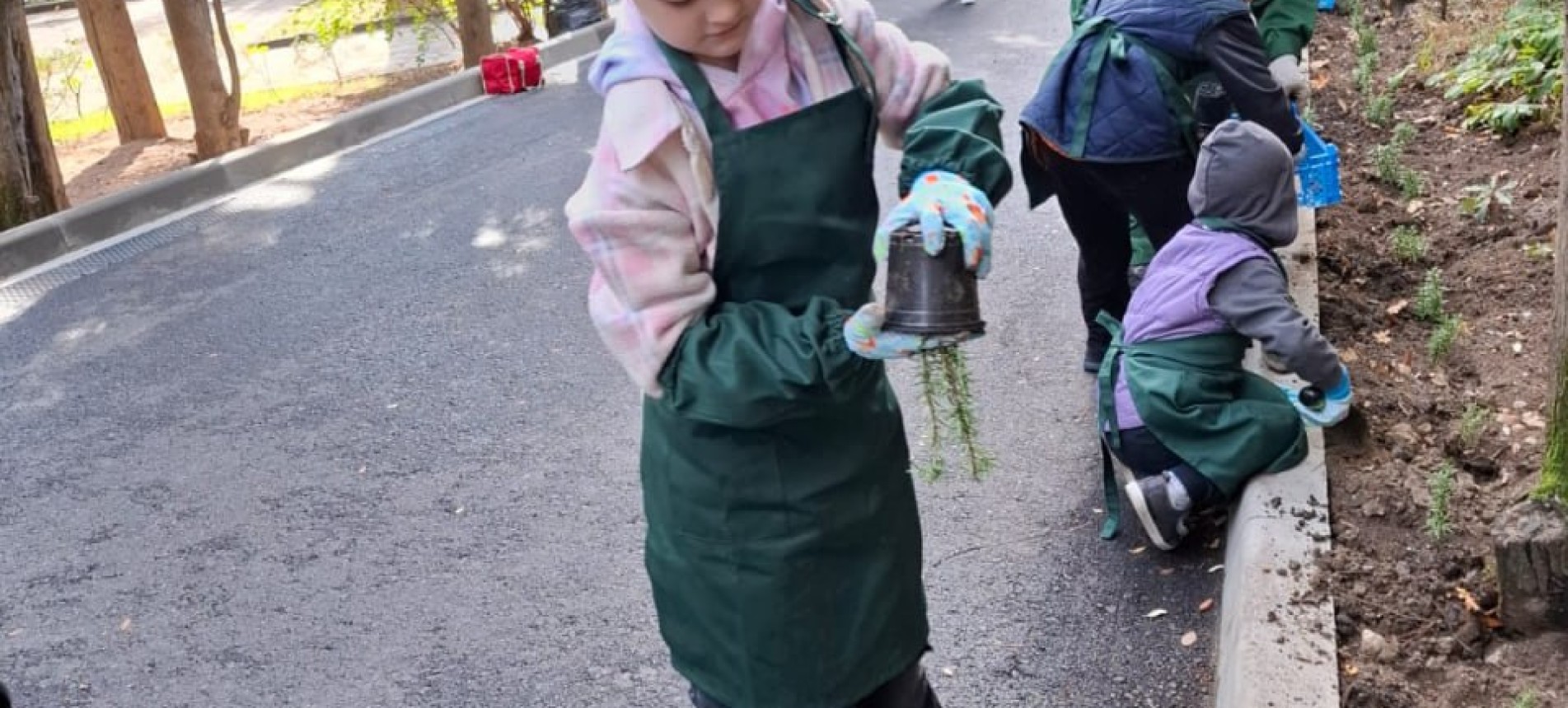 Посадка розмарина в Год благоустройства !